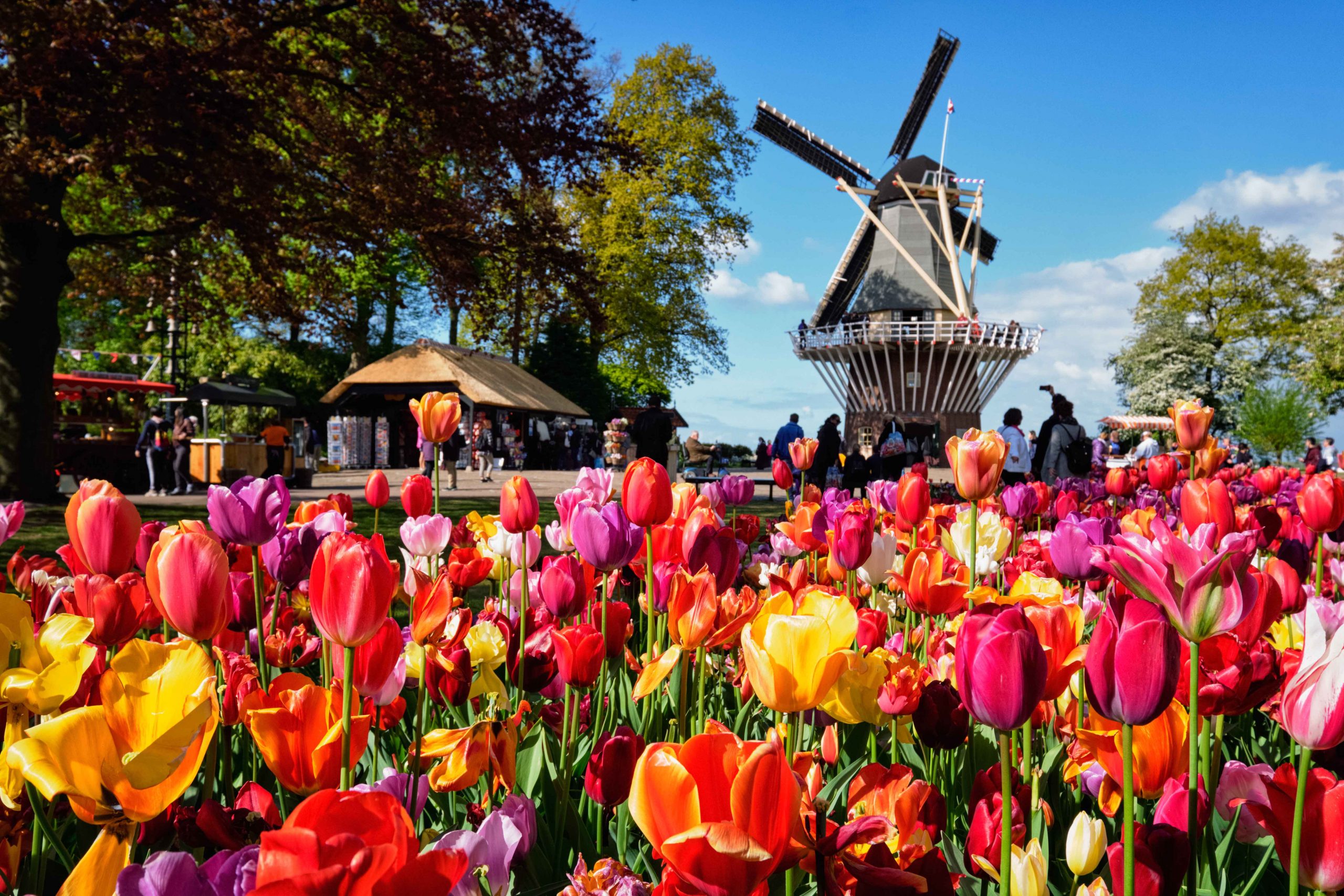 tulip2.jpg