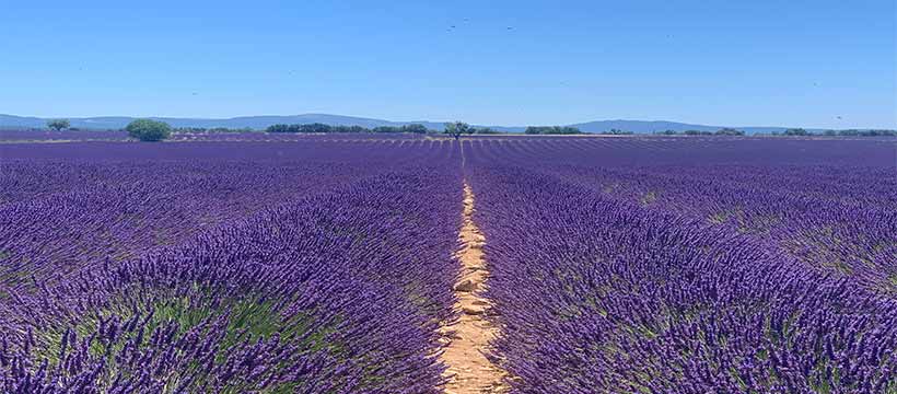 1622465875028001527.jpg valensole1.jpg
